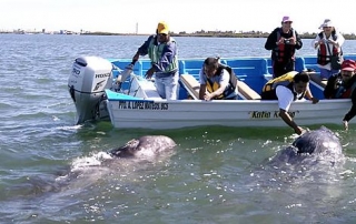 Avistamiento de ballenas